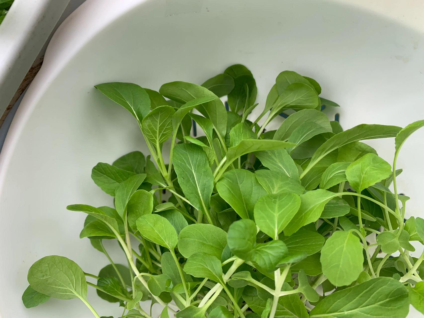 鸡毛菜作为真正的"速生菜",盆栽需要注意什么呢?