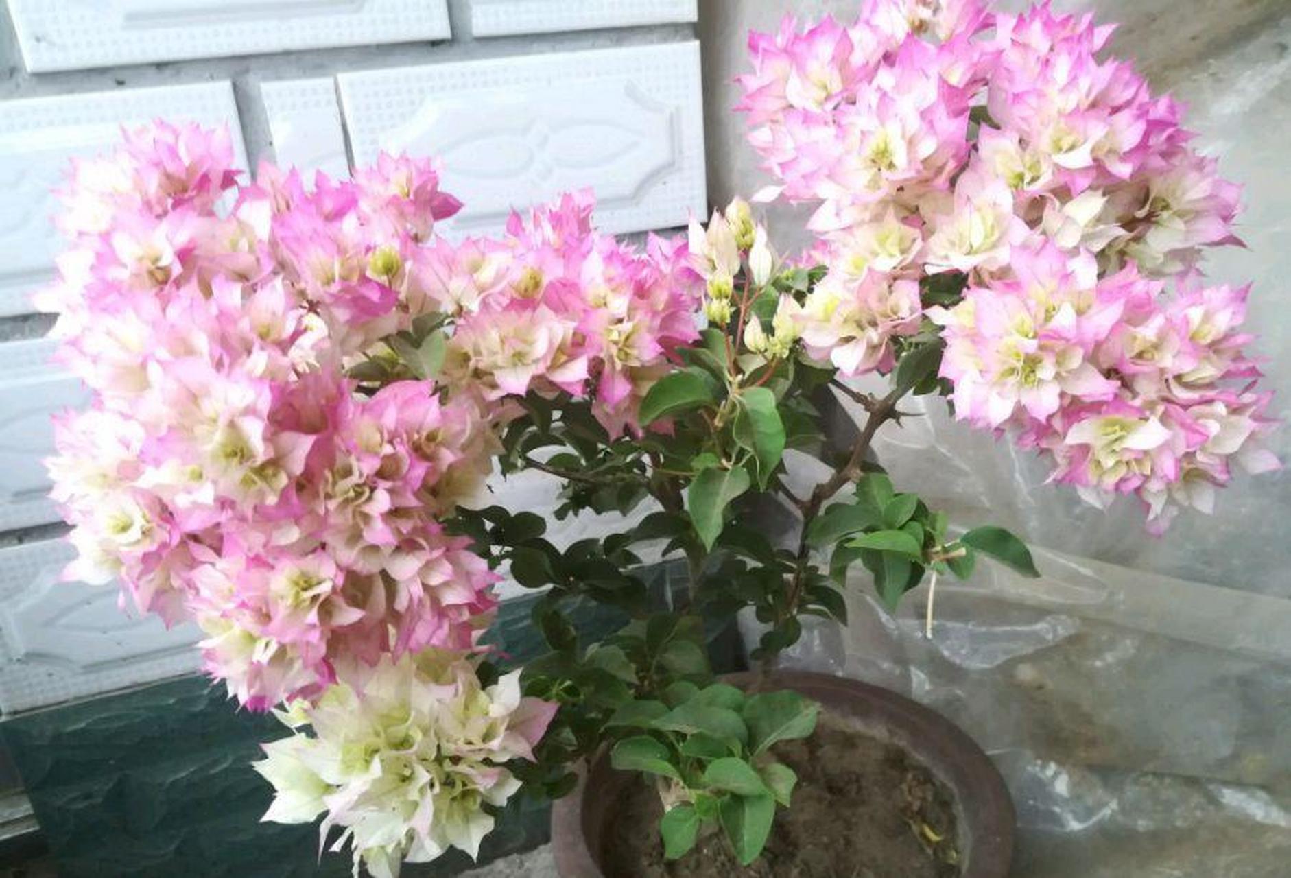 这个品种名叫"怡锦",别名"西施",就是一款非常漂亮的重瓣三角梅,其