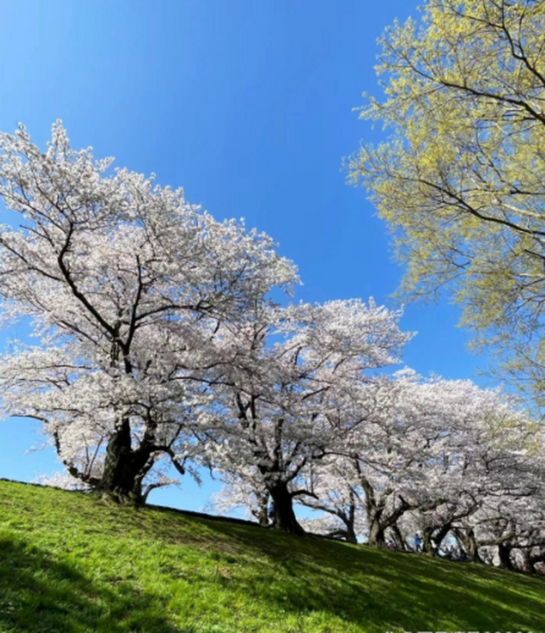 樱花盛开,繁花似锦,风景如画. #花