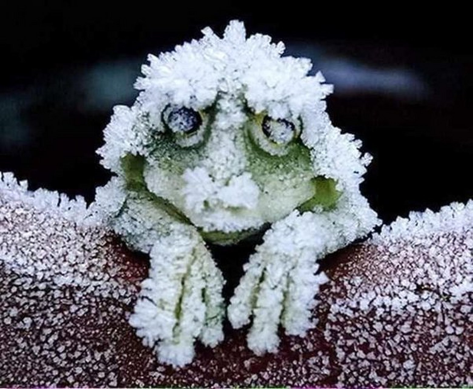 北美林蛙一年要冬眠7到8个月,在它们动眠的时候,会被冻成冰块,心脏