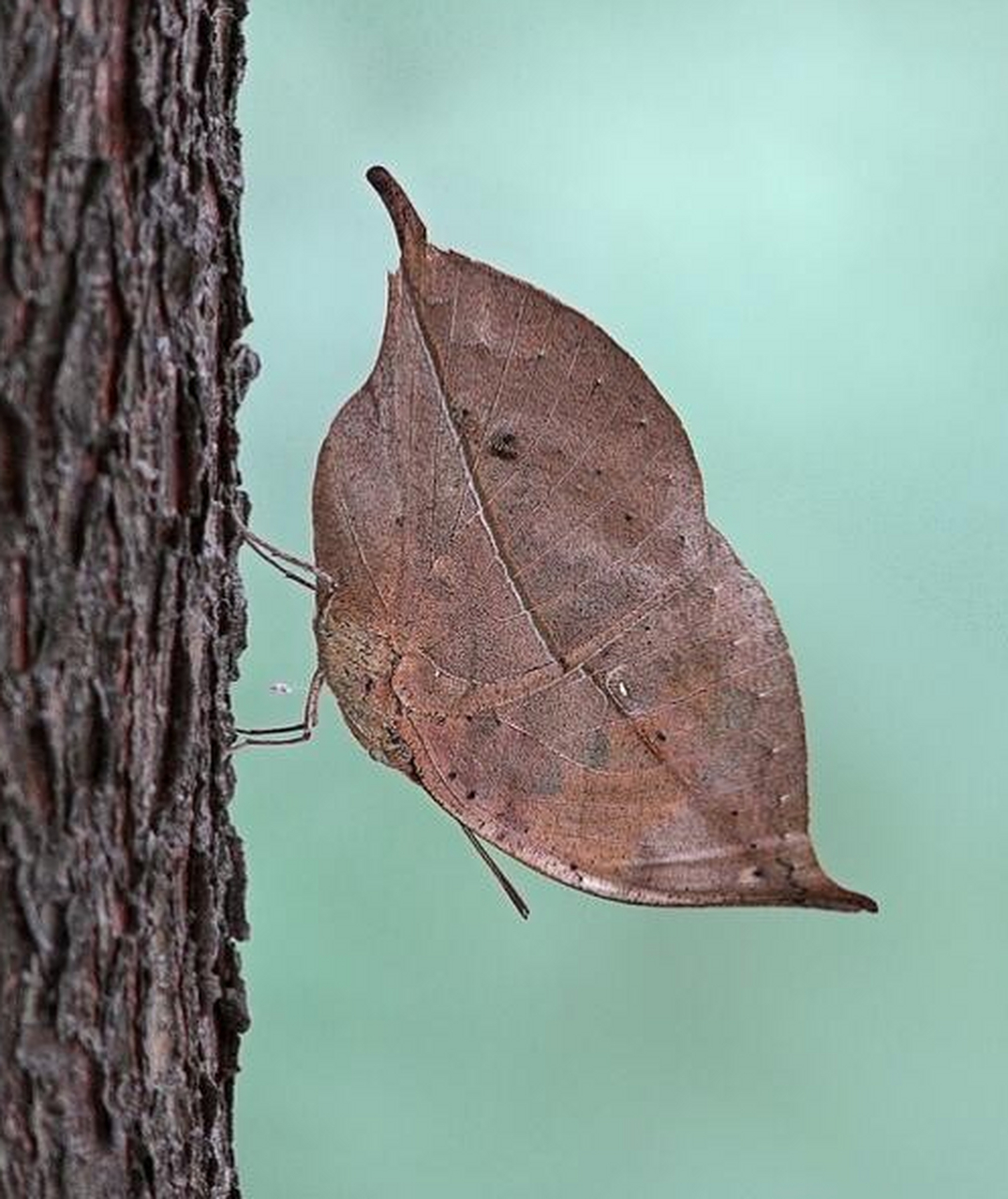 有趣的动物:枯叶蝶(dead leaf butterfly)