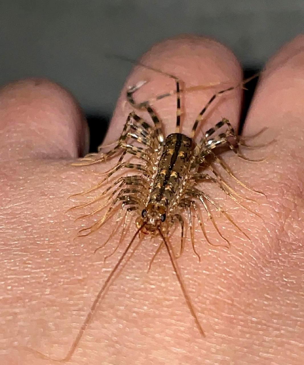 蚰蜒用它的许多腿抱住蟑螂,然后开始啃食.