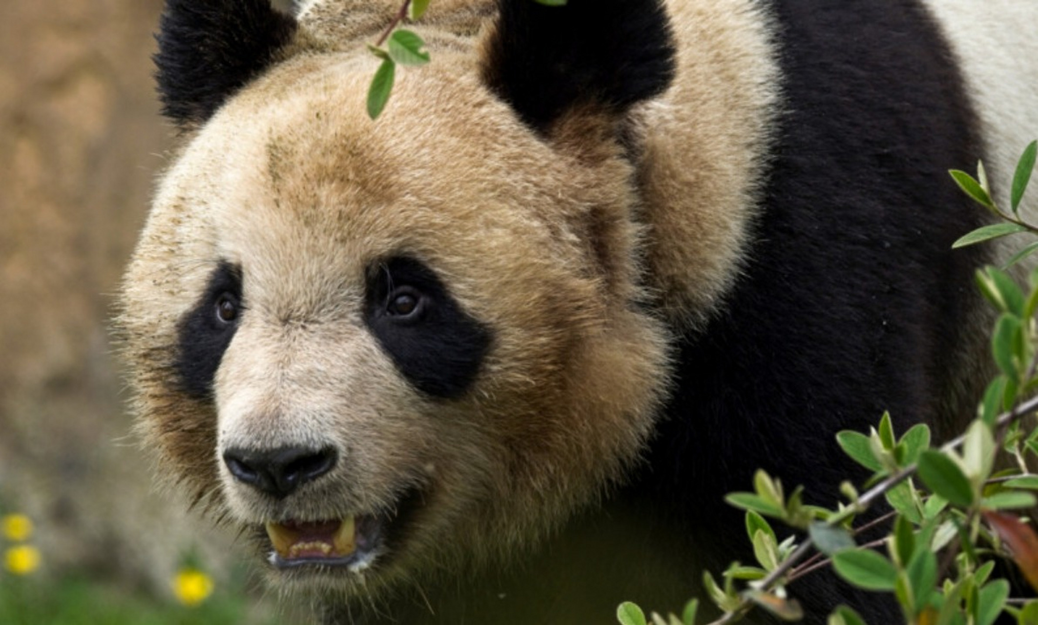 2017年4月在该动物园出生的第一只熊猫宝宝圆梦,将于7月4日回到中国