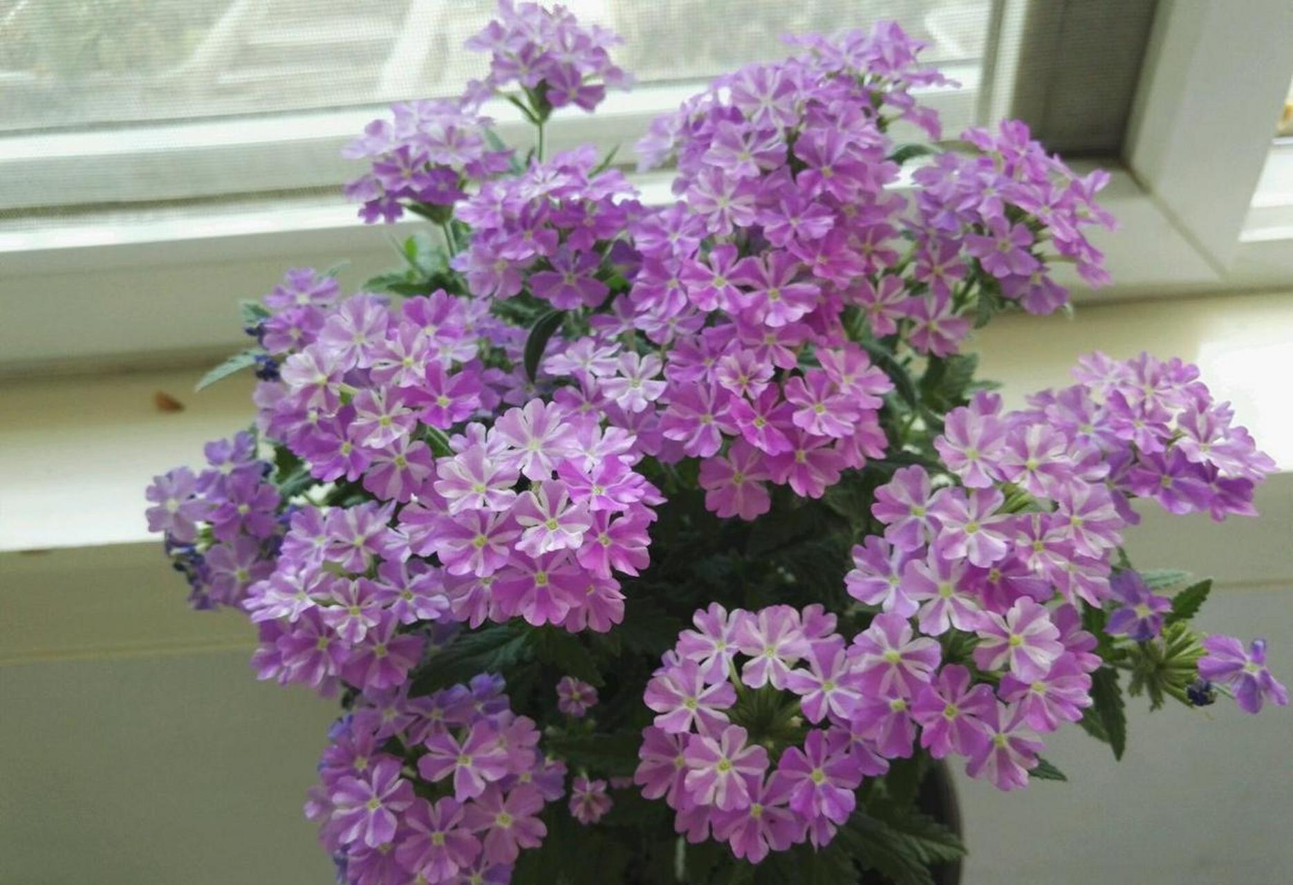 养棵"美女樱"吧,号称草本绣球花,植株低矮,分枝性好,株型丰满,开花量