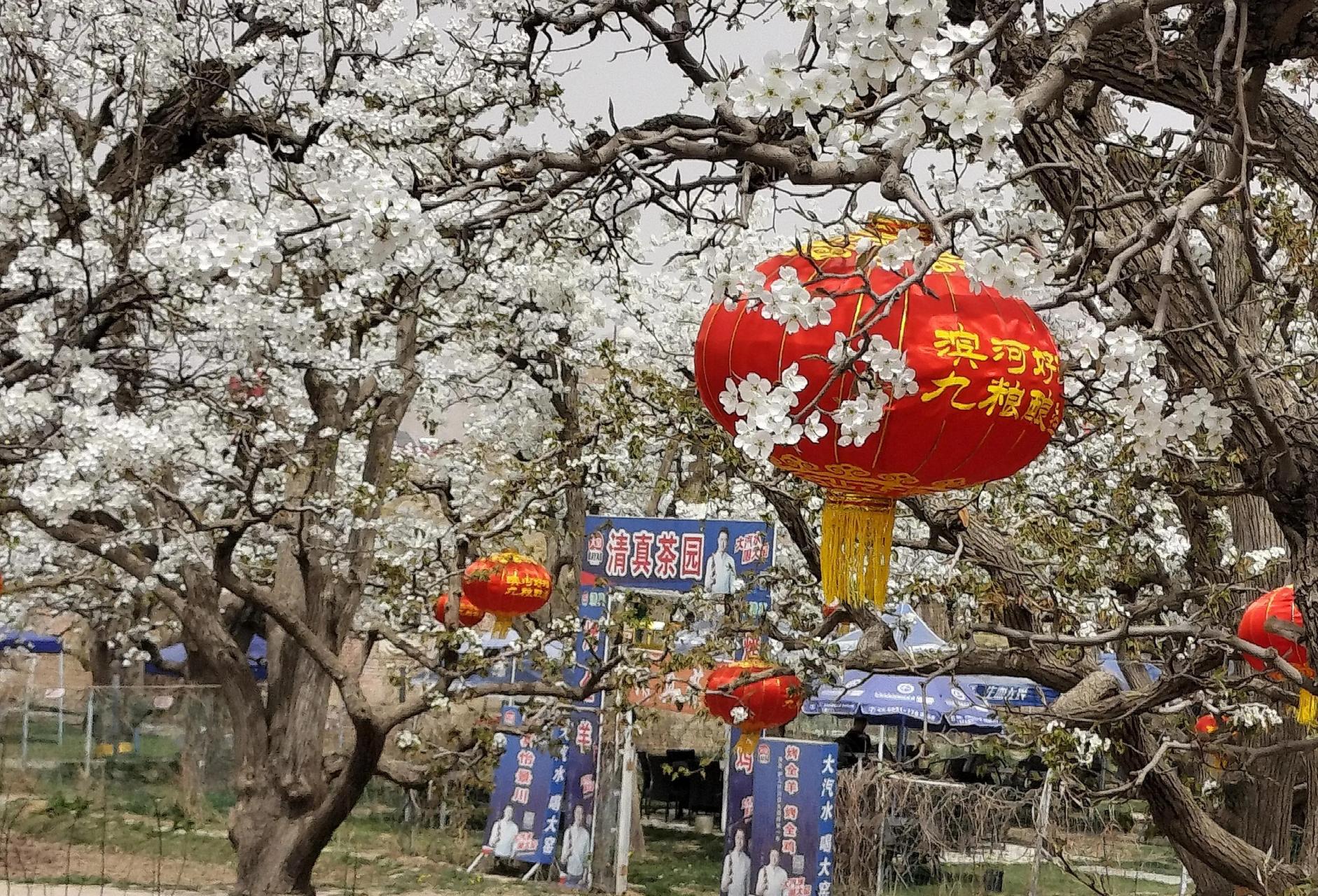 兰州什川古梨园 每年都会吸引大量兰州人在这个季节去赏梨花.