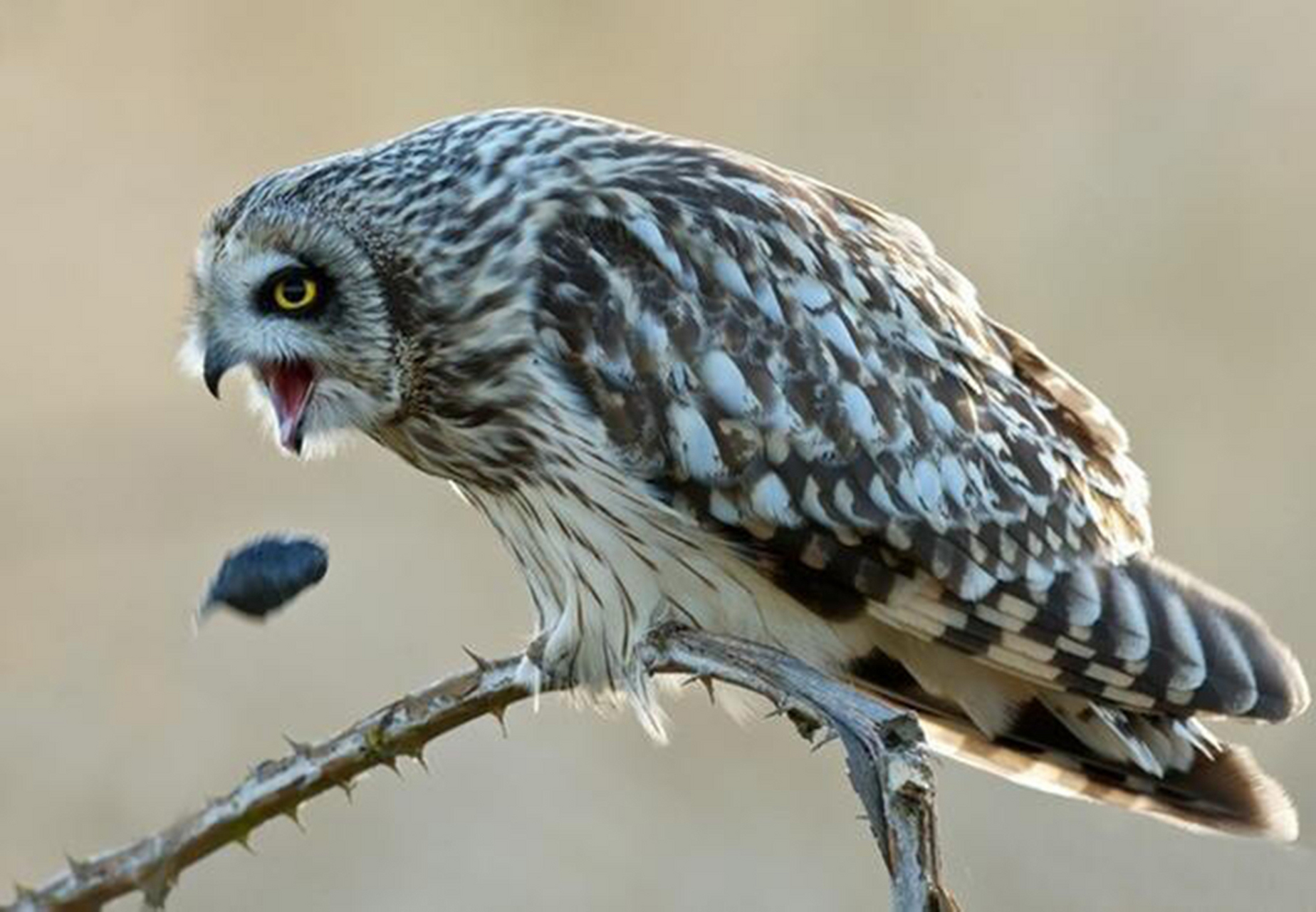 猫头鹰经常从嘴里吐出的毛球被称之为"食茧",它是由猫头鹰在进食时