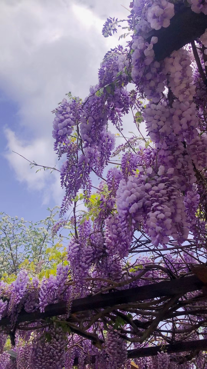 "紫藤挂云木,花蔓宜阳春"--丽江束河古镇的紫藤花开了,在这唯美的花架
