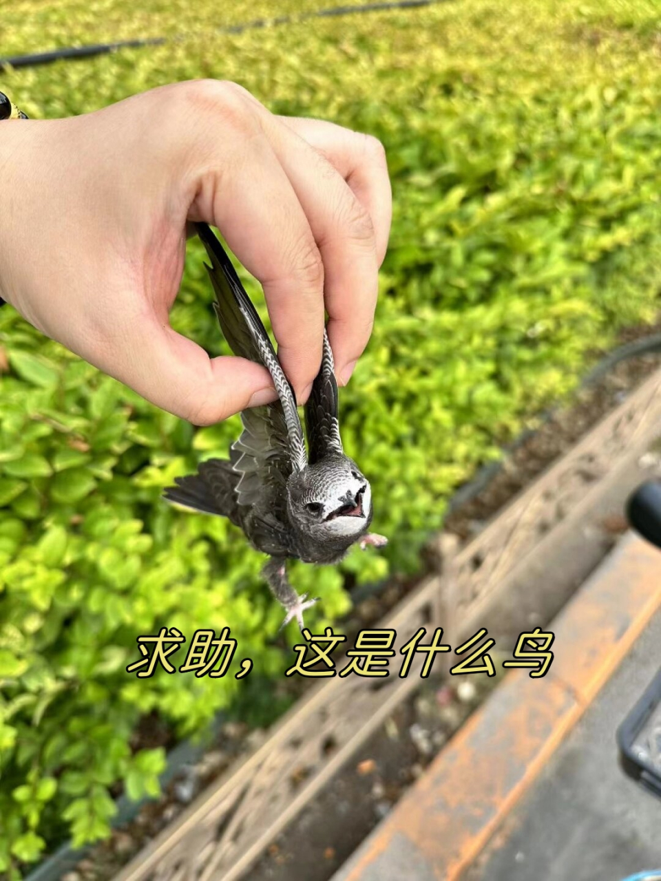 这是什么鸟  亲爱的家人们,我的朋友在下班途中发现了一只受伤的小鸟
