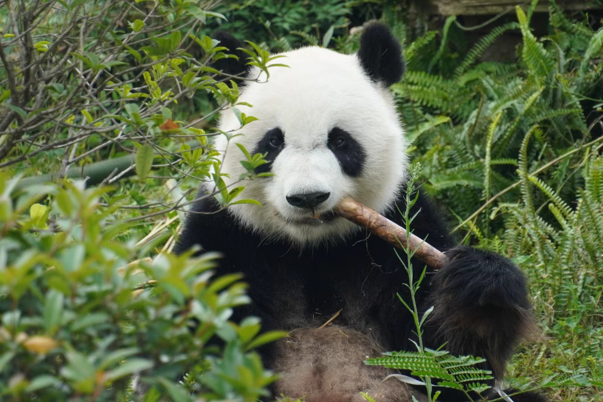帅气的美兰大姐看起来状态不错!