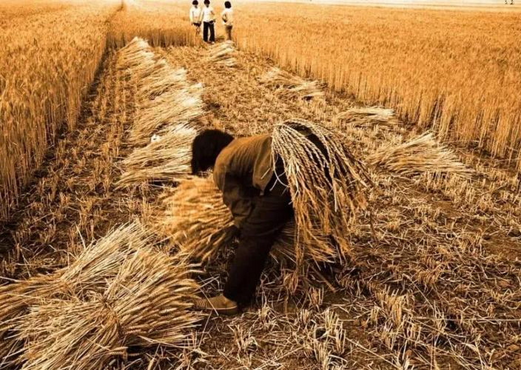 你还记得小时候割麦的场景吗?如果有下面这些经历,说明你不再年轻!
