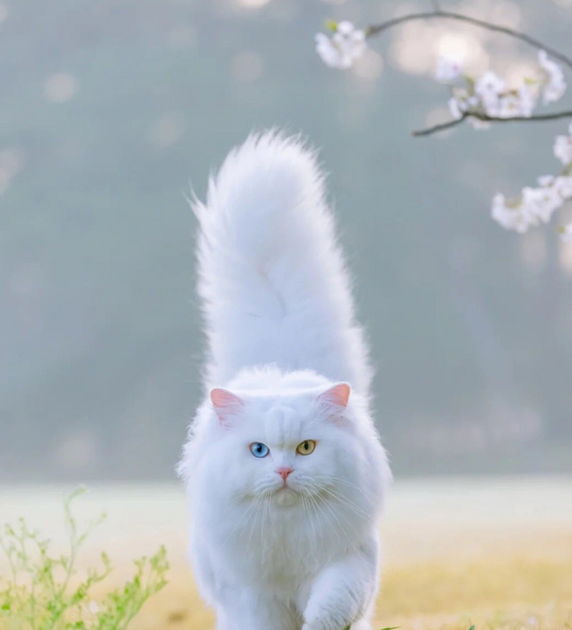 想要猫咪异瞳的话,还得要看临清狮子猫!