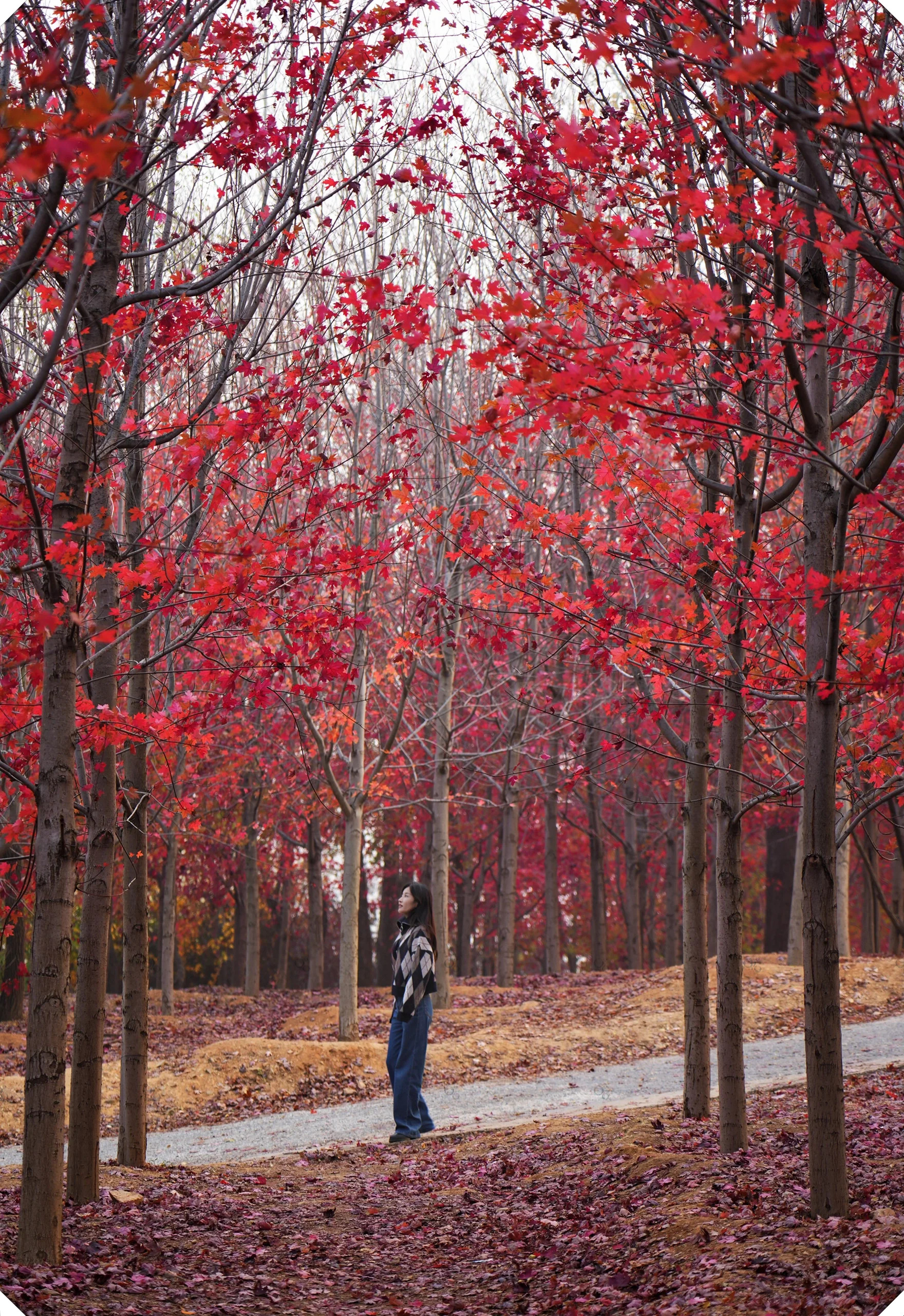 真后悔没早点来这里  这个周末决定去大连秋游,一到目的地的枫树林