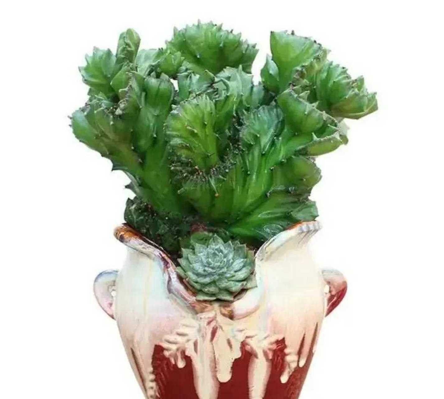 麒麟掌是个很霸气的肉质植物,它的茎宽大像鸡冠,四季青翠欲滴的状态