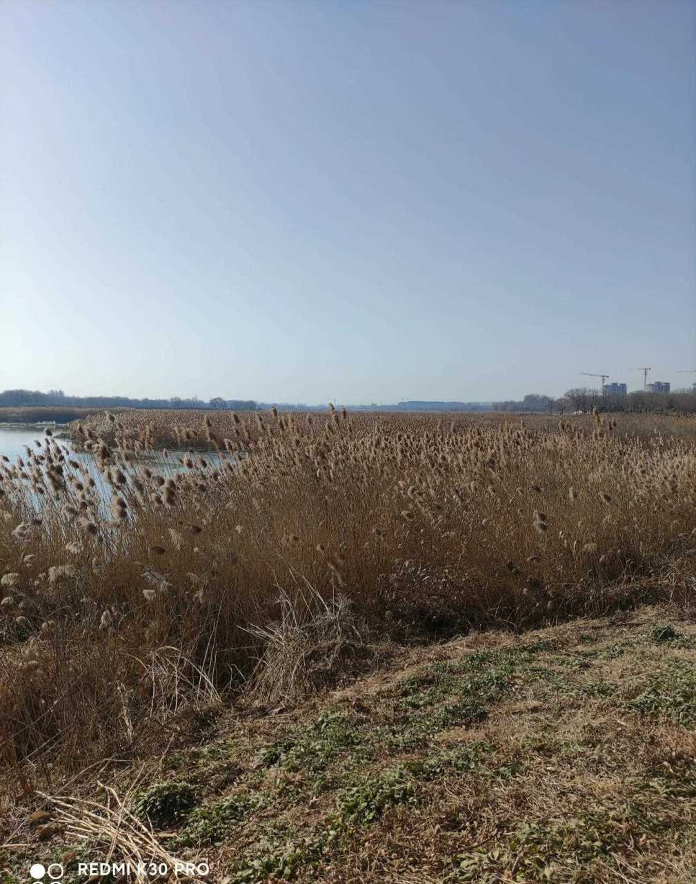 潍坊寿光: 至来临之际,趁着严寒未到,赶紧去弥河湿地公园转一圈!