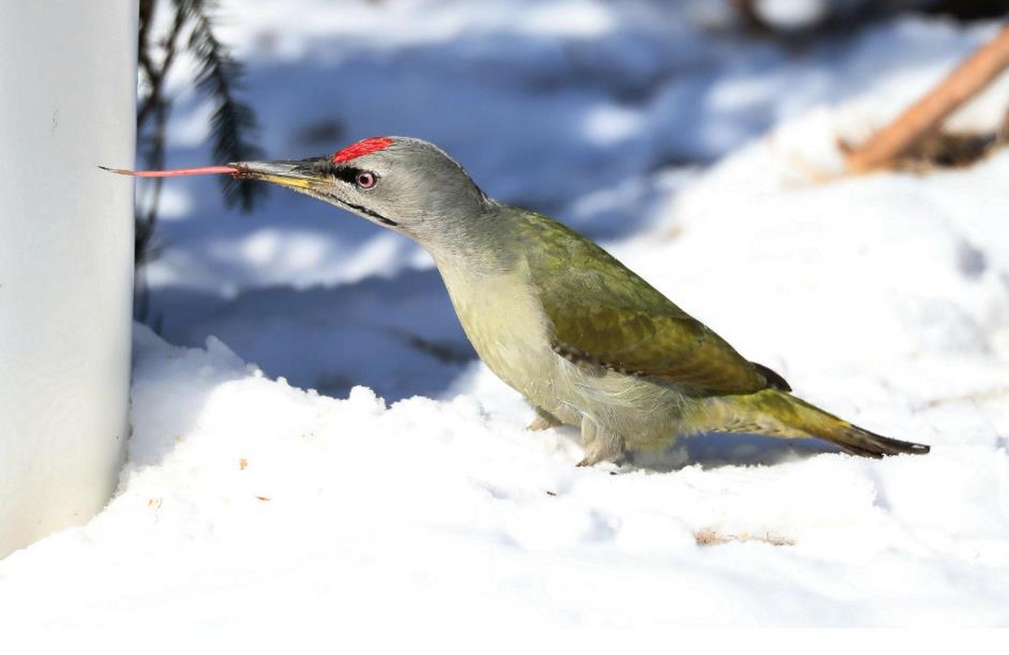 美好辽宁欢迎您# 梁广军:家乡的鸟(38)灰头绿啄木鸟 宽甸旅游摄影