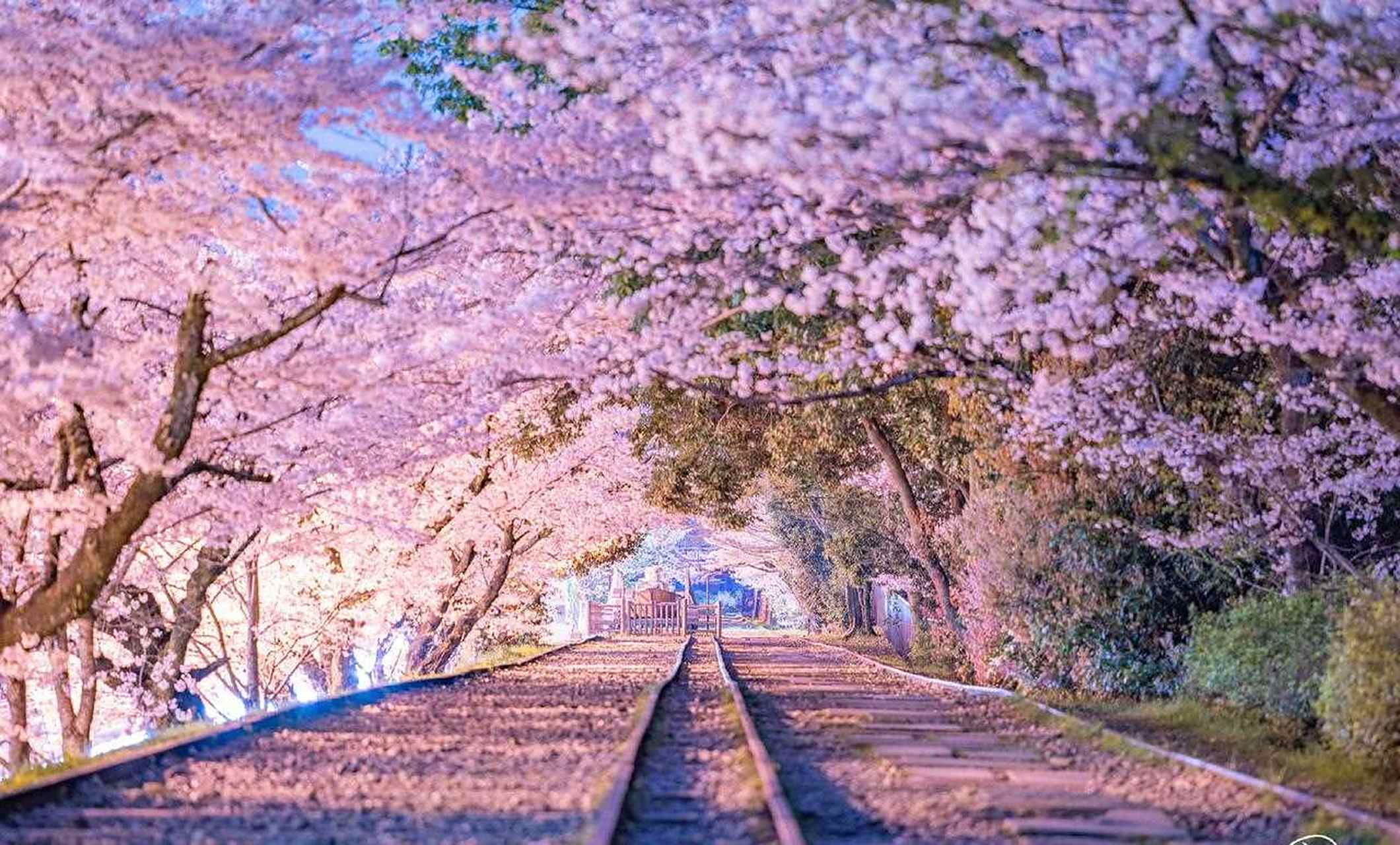 已废弃的京都蹴上倾斜铁道,两侧种满樱花,四季皆美春日尤之.