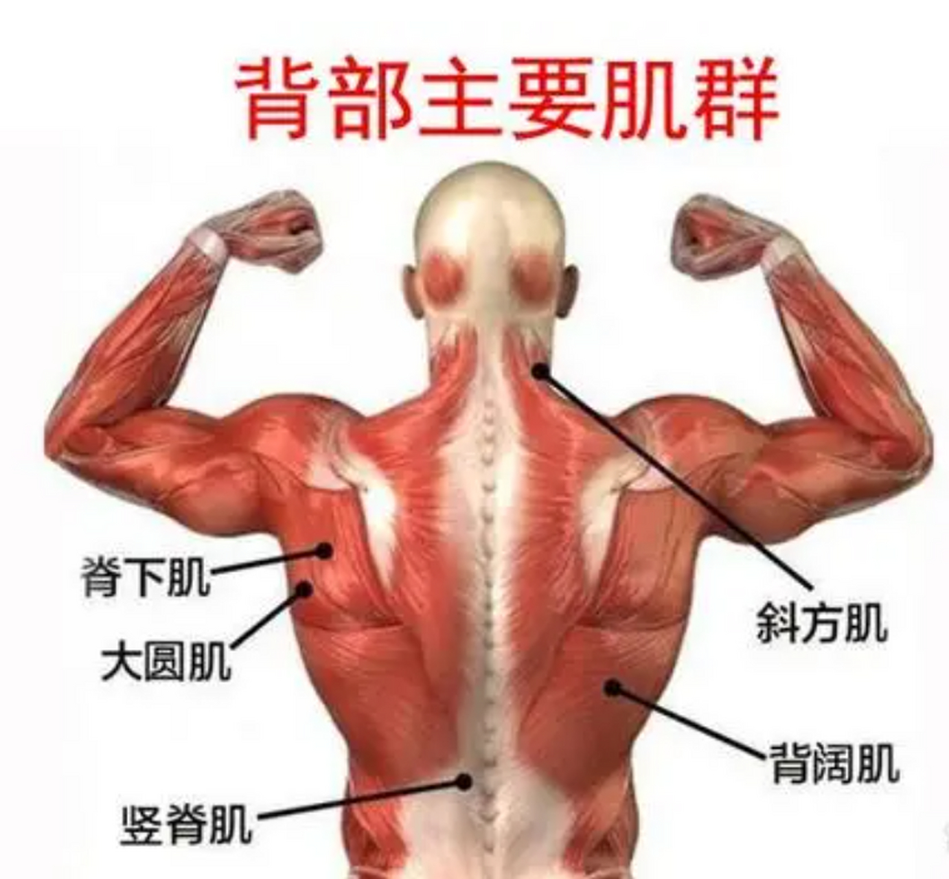 这样徒手练背阔肌!