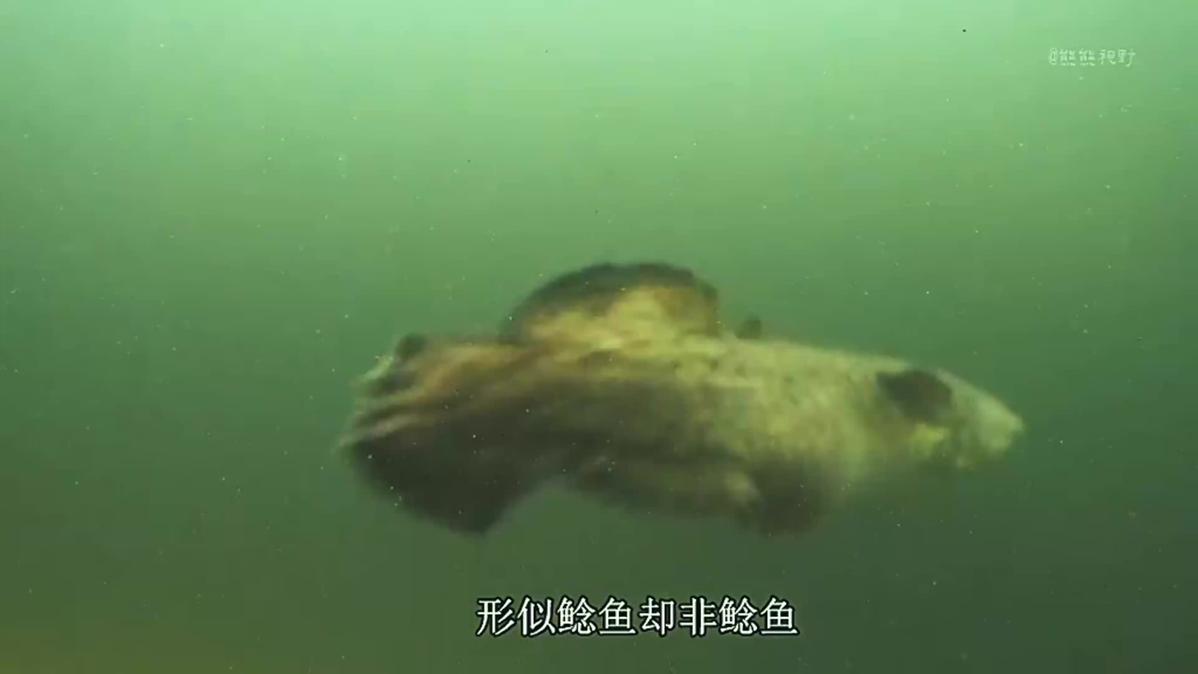 形似鲶鱼却并非鲶鱼,大家认识这种鱼吗?
