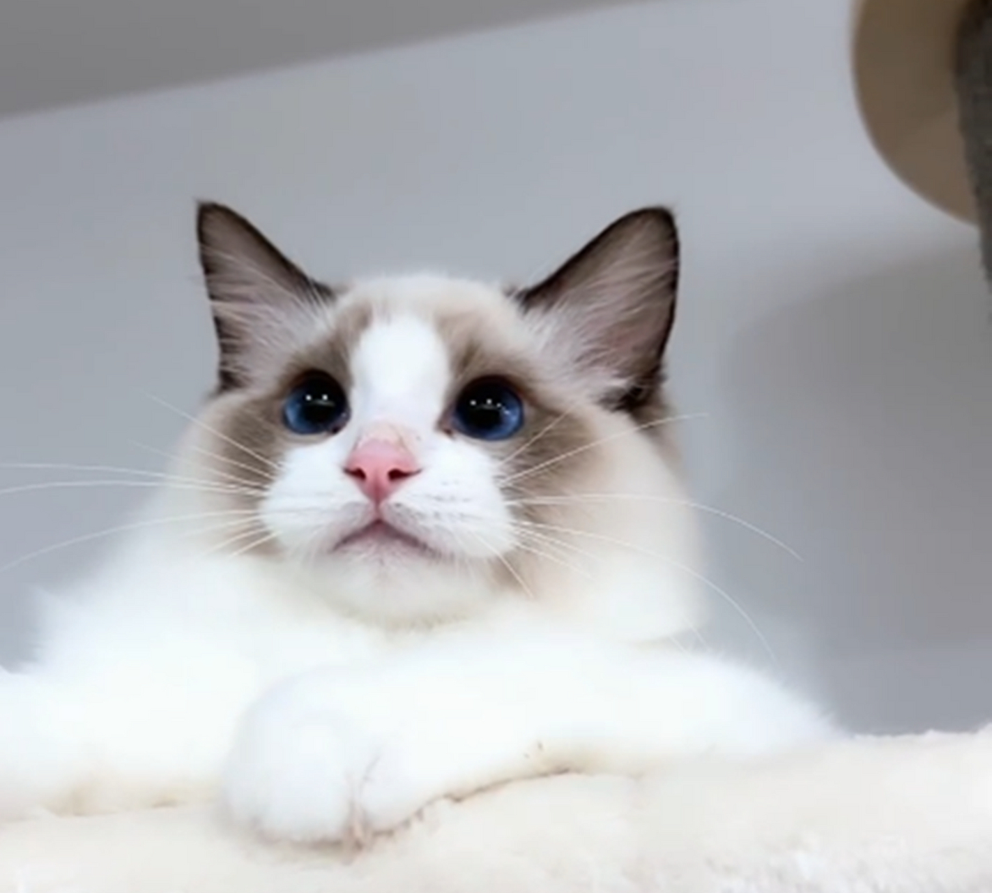 不得不承认,布偶猫最美的地方,一直都是眼睛!