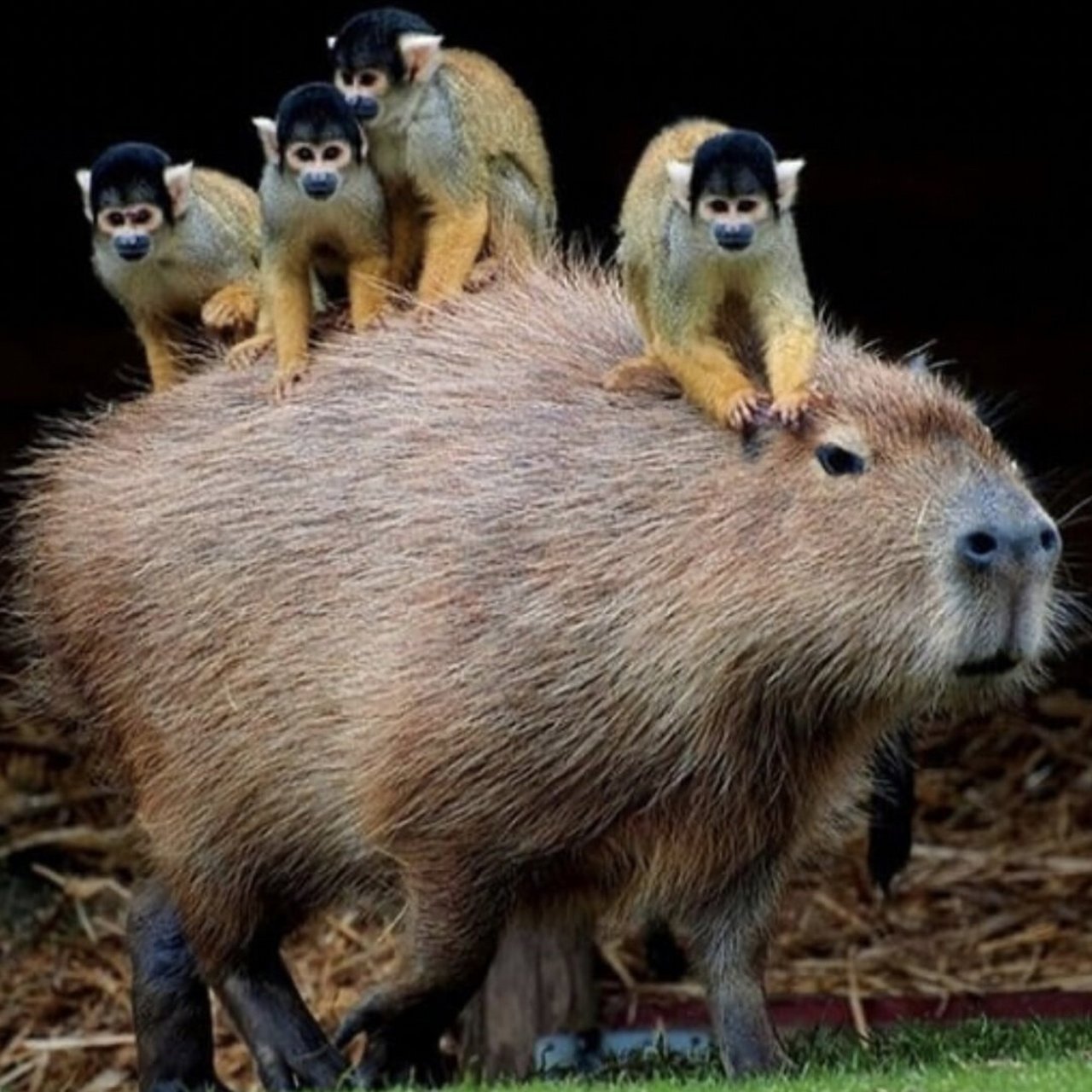 水豚天生好脾气  水豚,学名capybaras,属于啮齿目,豚鼠科,水豚属,是一