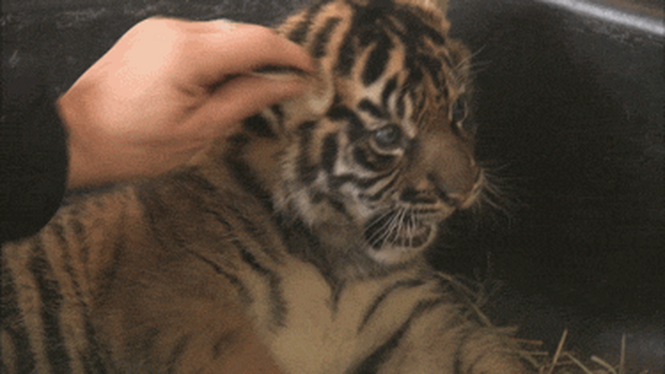 gif创作人# 图1--窜天屁味跨年炮 图2--不是