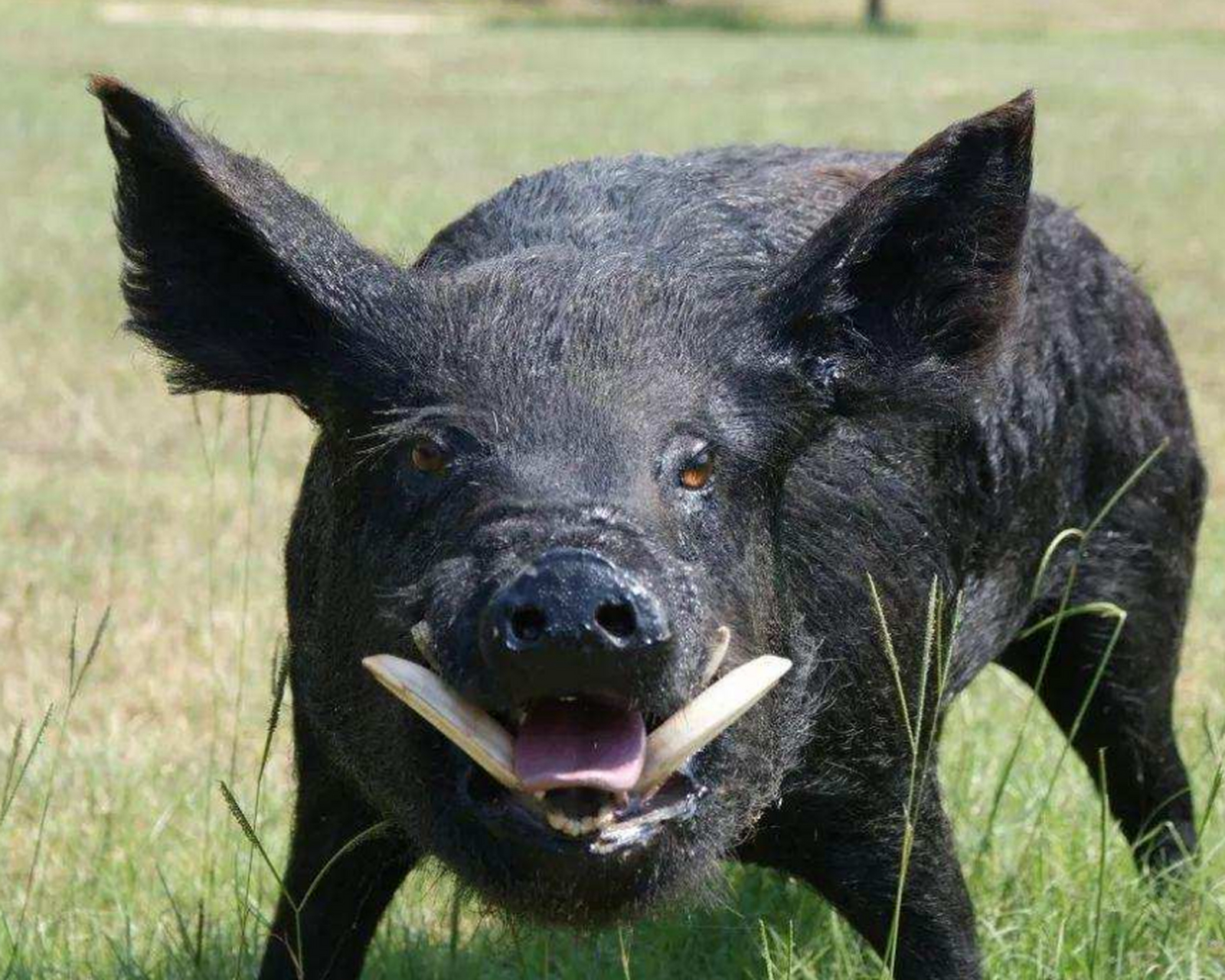 地球上最凶猛的动物 野猪 野猪体躯健壮,四肢粗短,头较长,耳小并直立