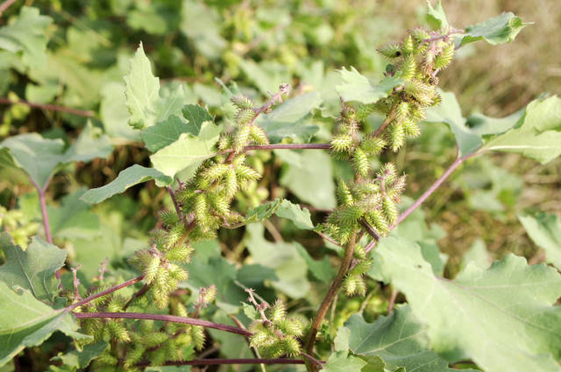 苍耳:全株有毒,果实及种子毒性最大.一年生草本,高20 ~90厘米.