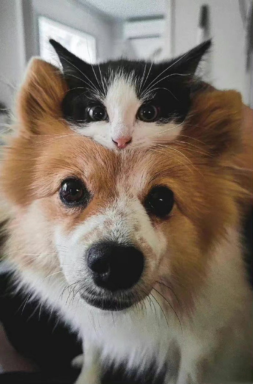 猫狗拟人化,猫狗cp太好磕了