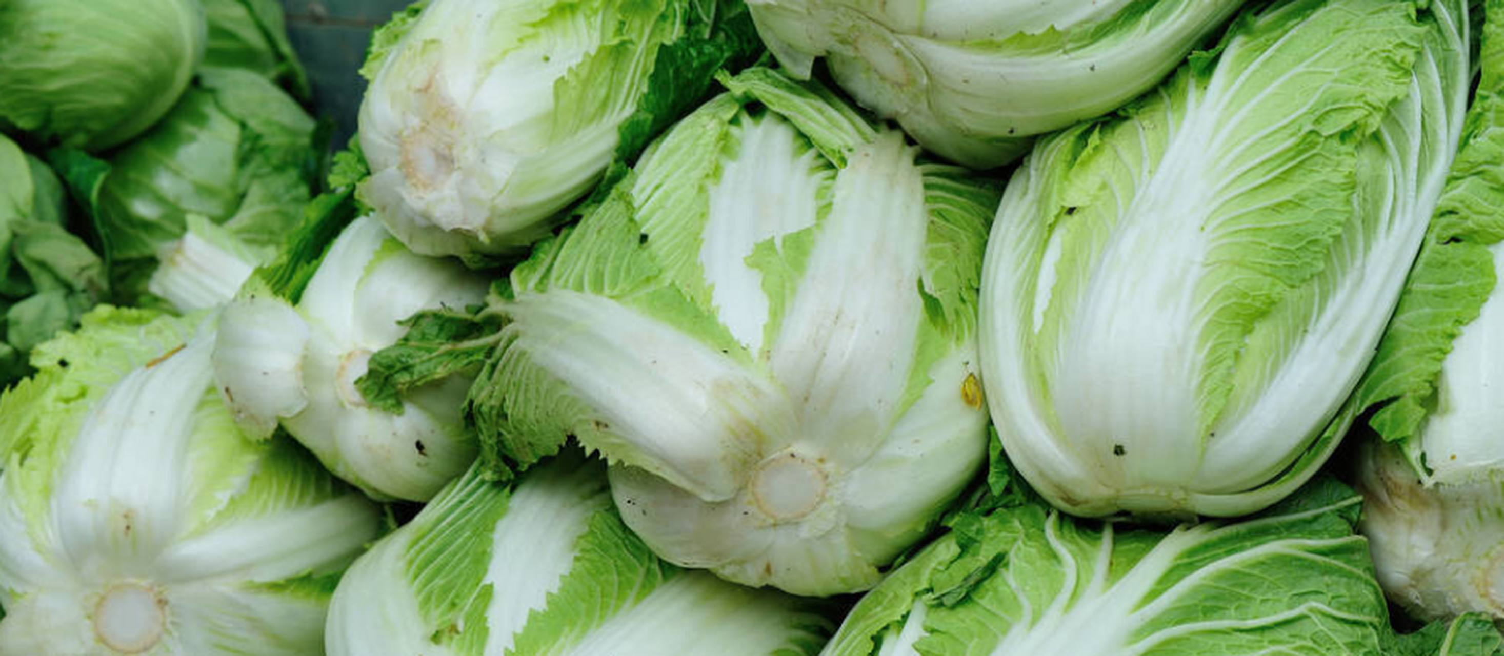 翻译过来意思就是:黄芽白菜比江南地区的笋还要美味,即使吃数百次都不