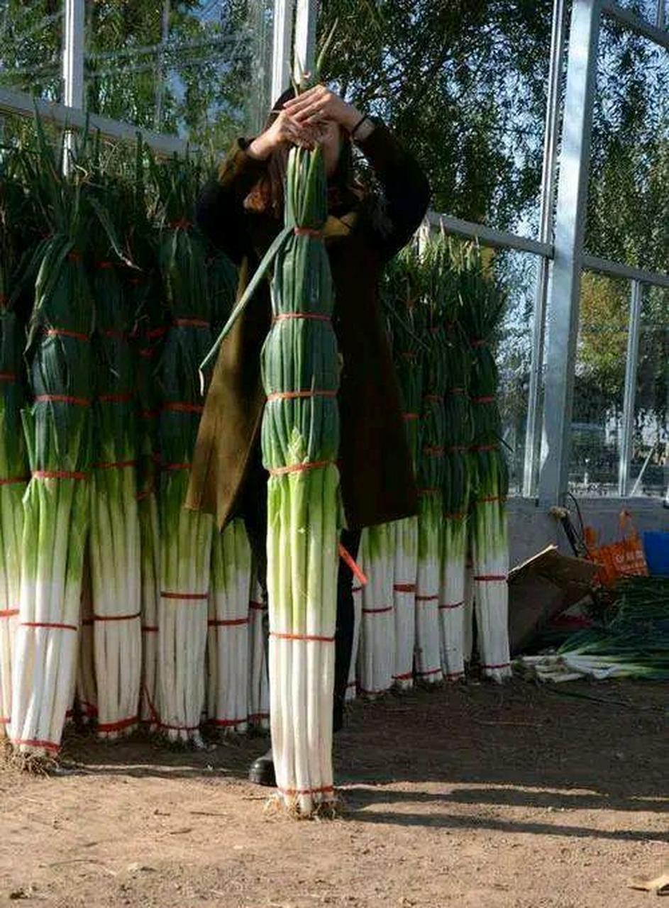 网友:说你没有葱高可能是真的,山东的大葱二米高,有图有真相!