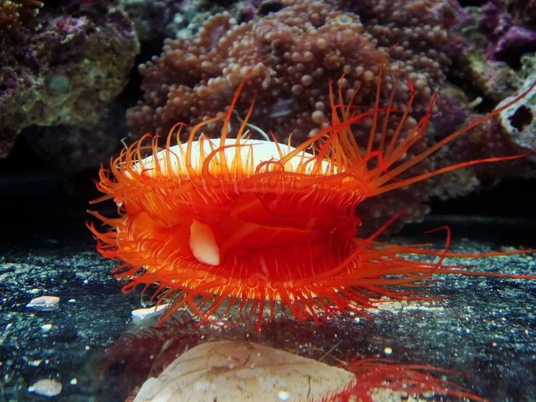 海洋生物-火焰贝 73 双壳纲,狐蛤科动物 73 贝壳里面呈现红色