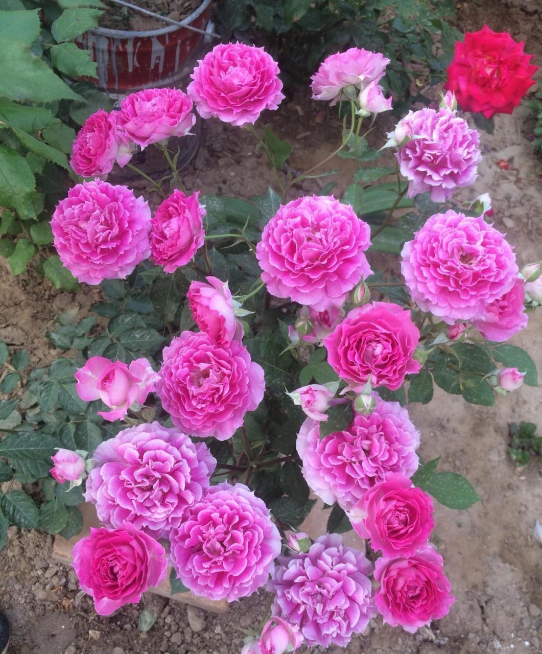 月季界的"牡丹花"——天方夜谭,长得最像牡丹花的月季,植株不大,属于