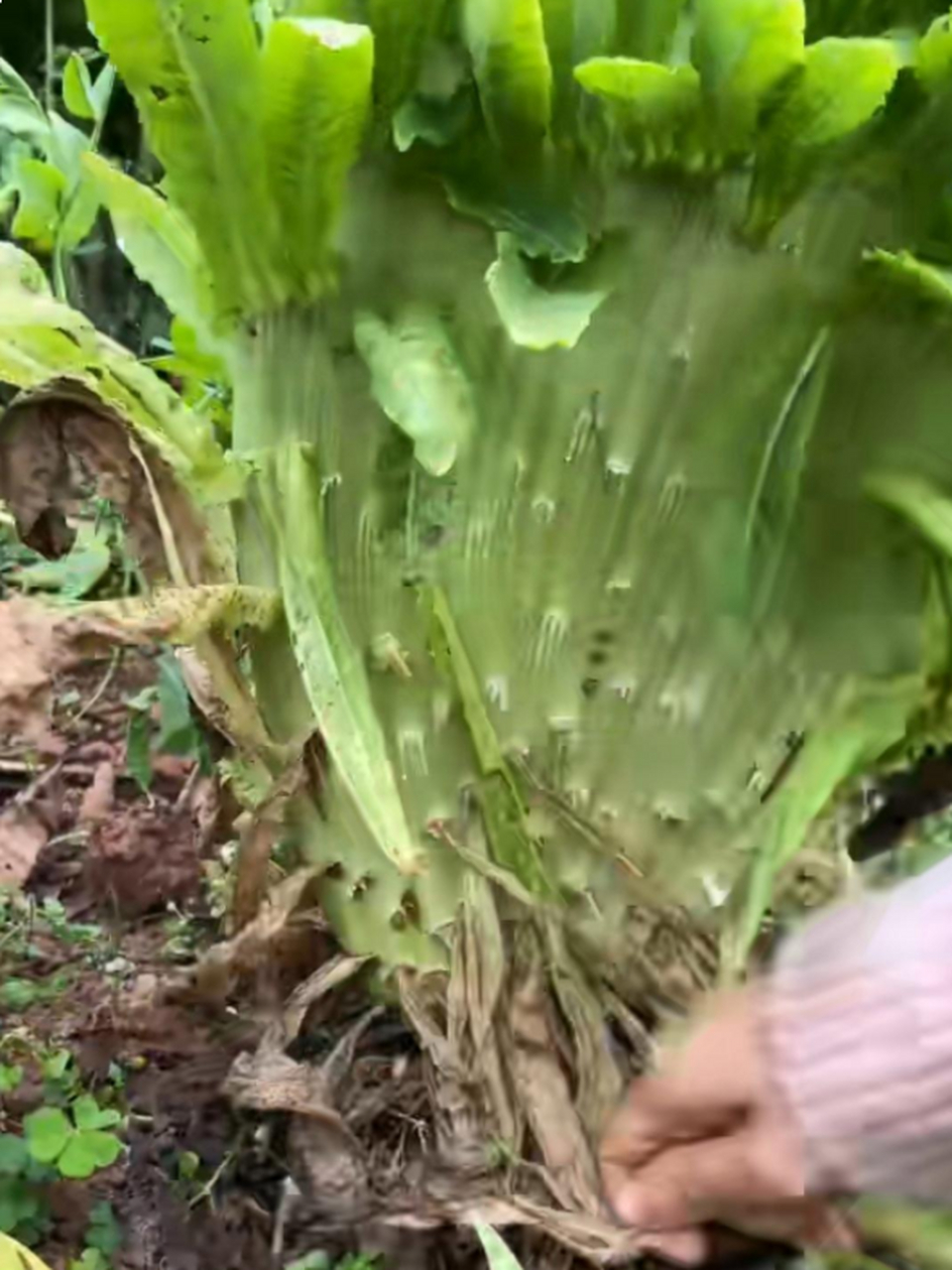 第一次看见莴笋缀化 [笑哭]