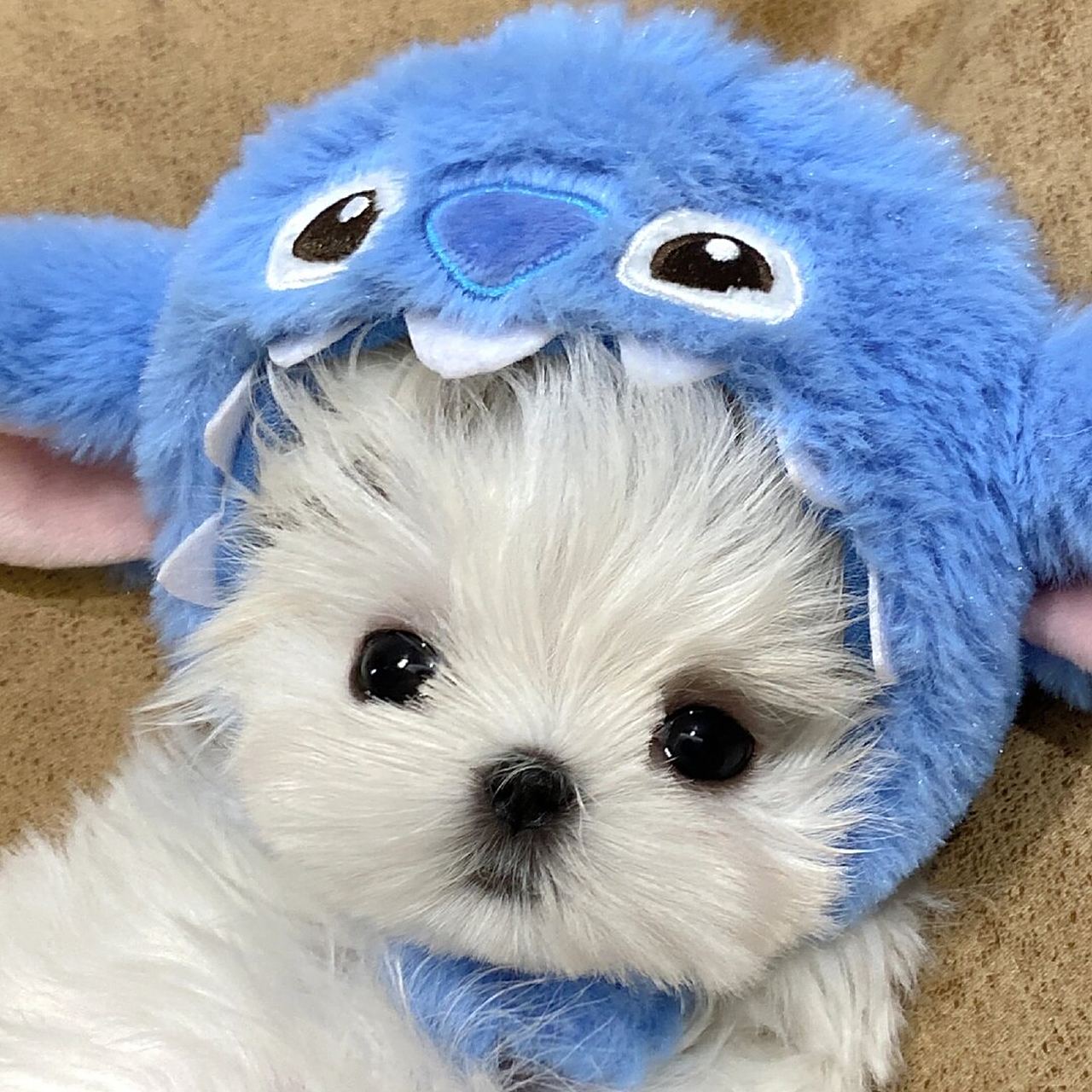 狗狗情侣头像  大家喜欢的墨镜9815小狗