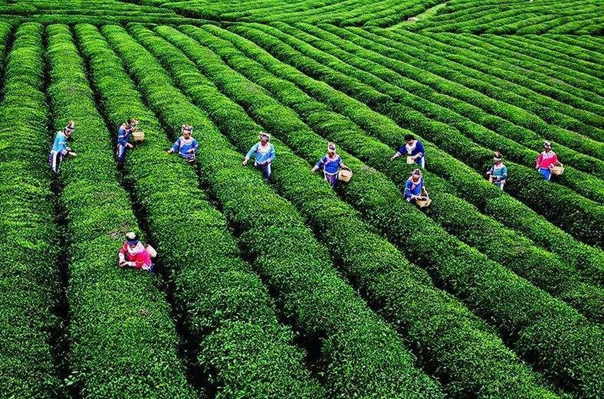 貴定雲霧茶作為茶中佳品,是由當地品味高,素質優良,理化指標好的仰望