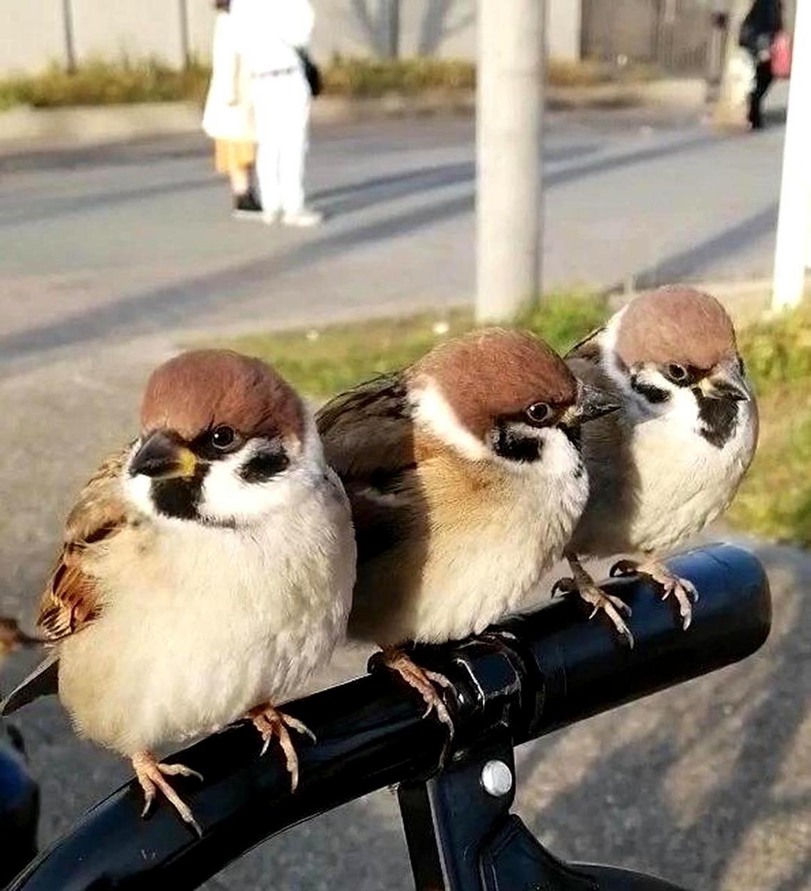 麻雀停在自行车上,既萌又可爱.