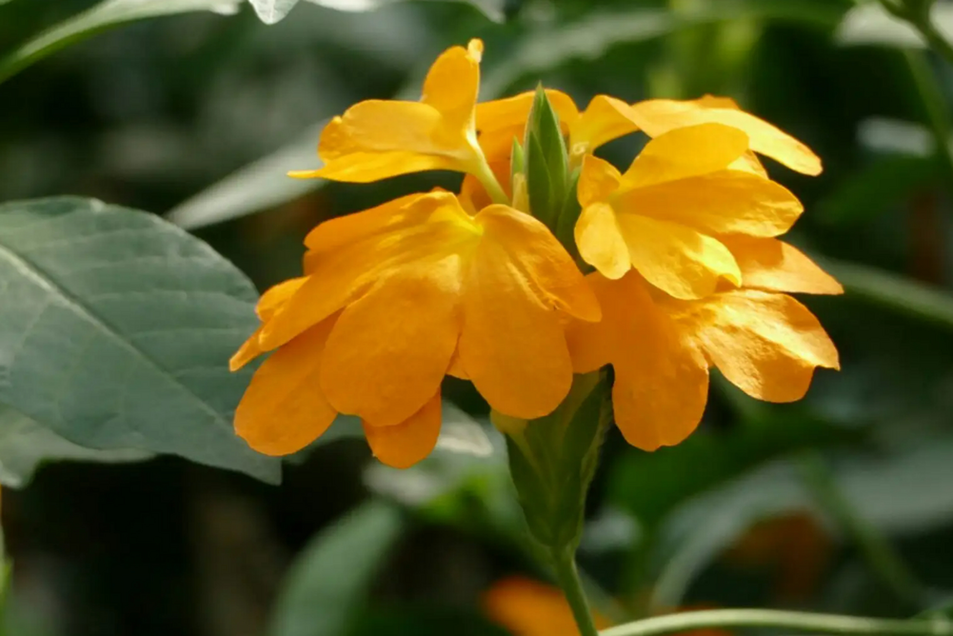 鸟尾花的花期多长啊?