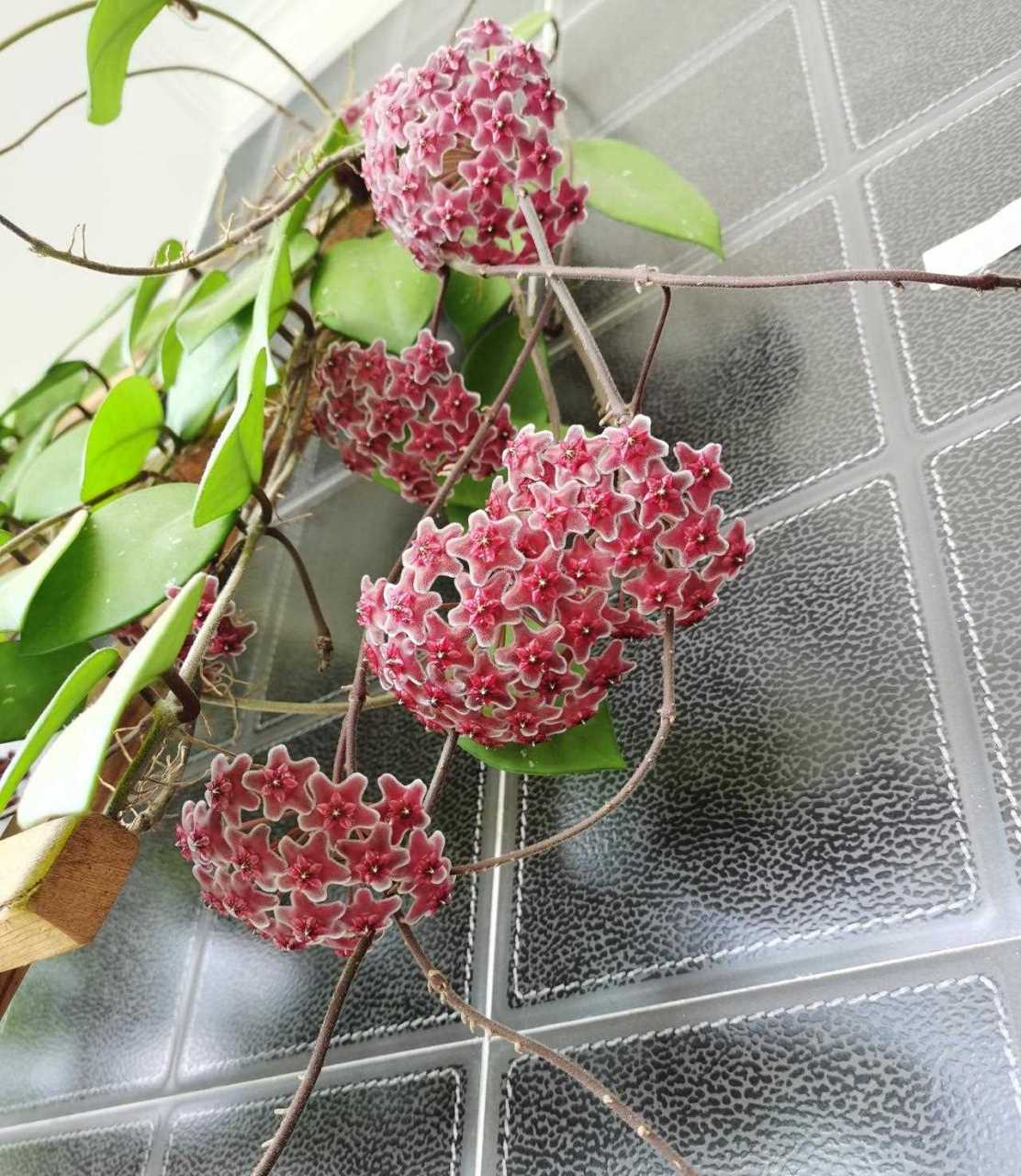 推荐一款优秀的室内盆栽绿植——"绿叶红花"球兰,耐阴性不错,在光照不