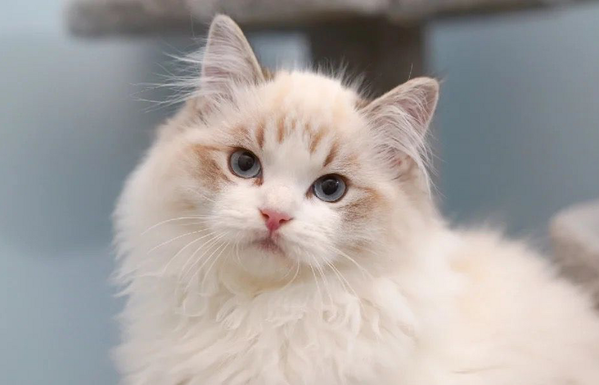 玳瑁色布偶猫也是别有一番风味的.