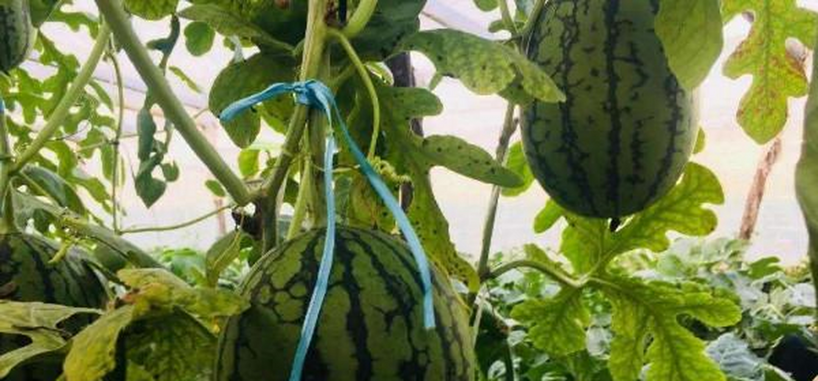 养殖小天使西瓜时,要为其每周浇灌一次水分,并向植株施入氮肥,磷钾肥