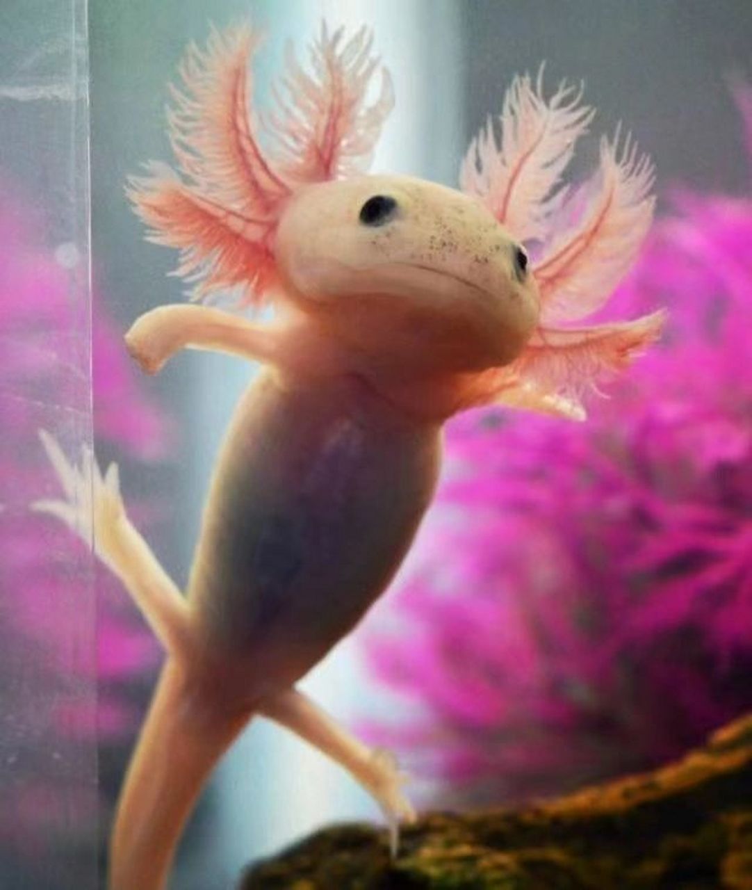 治愈系小可爱——六角恐龙 这只长的自然清新 超凡脱俗的小可爱叫"