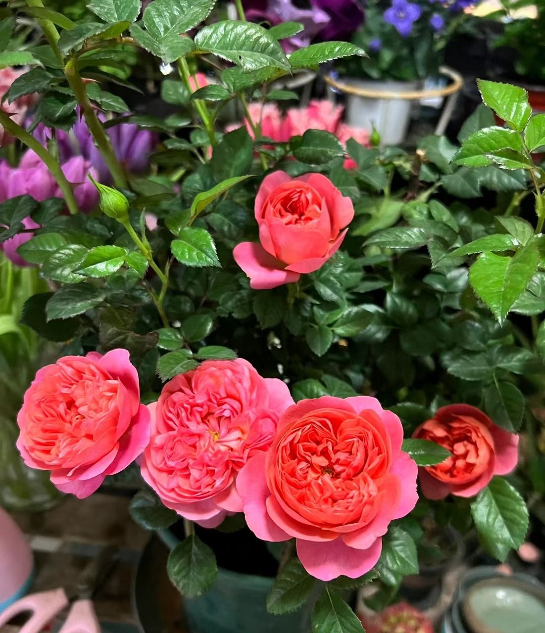 一款适合阳台养的微型月季花——红色果汁阳台,也叫红果汁,我觉得可以