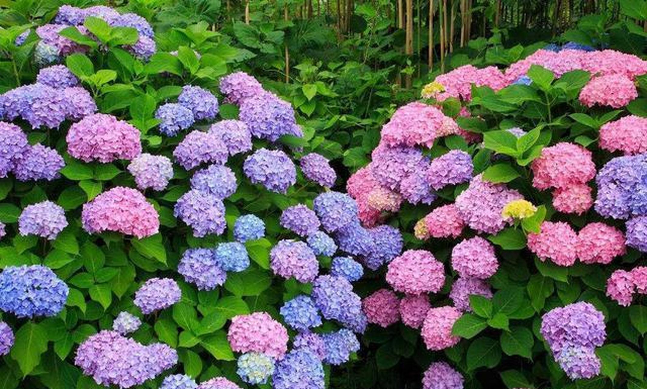 [666]绣球花是虎耳科绣球属的多年生长灌木植物,枝叶大而翠绿,花朵大