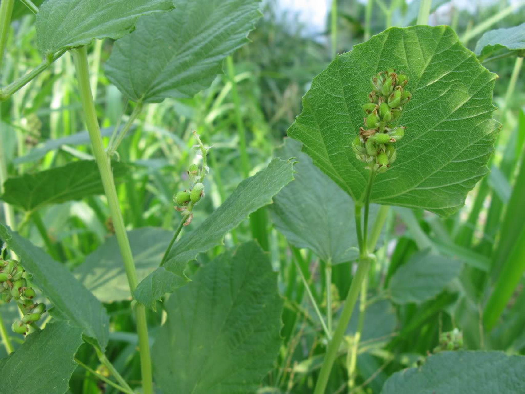 补骨脂既能温补肾阳,又可固精缩尿.