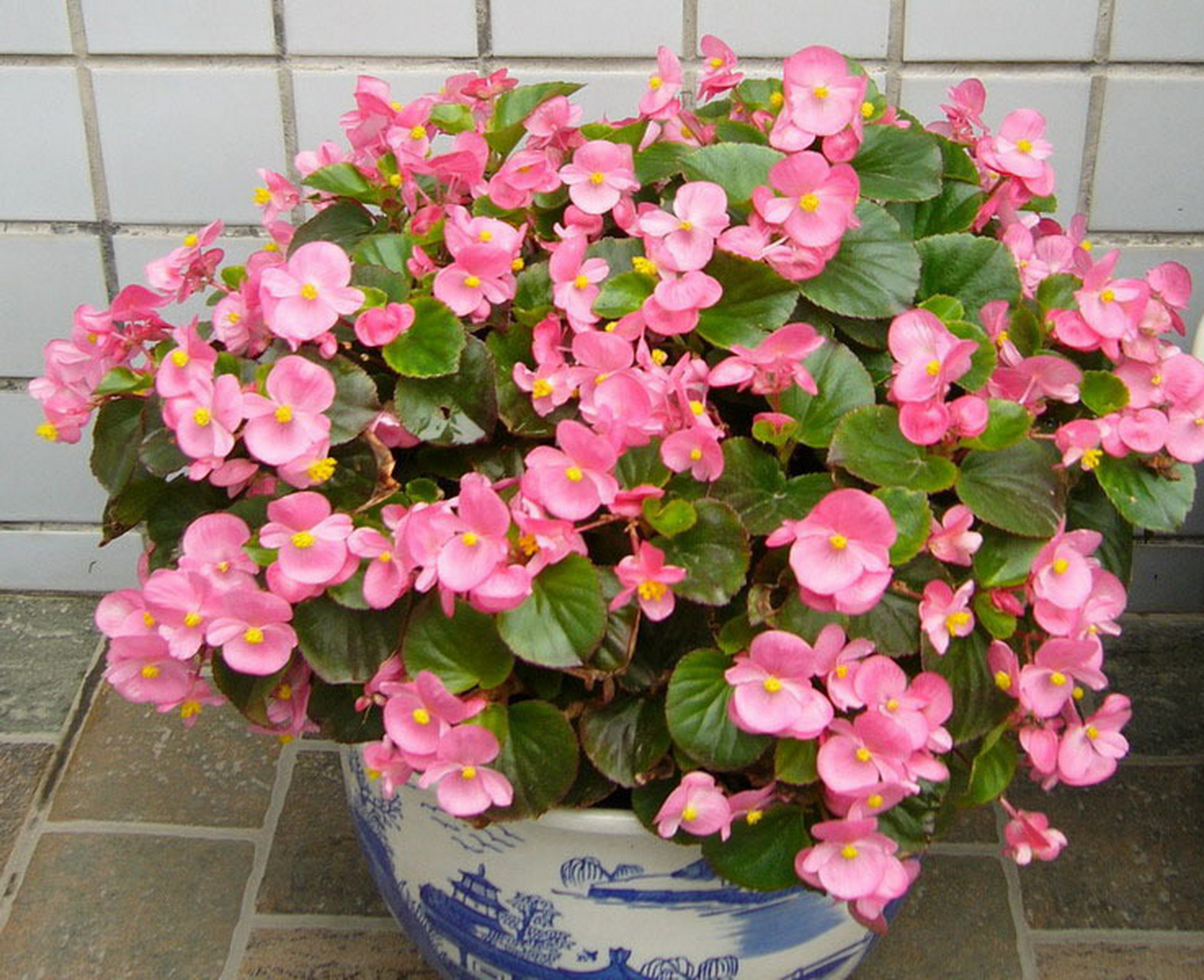 盆栽海棠花是一种美丽的植物,它的花色艳丽,枝叶茂密,是许多人喜欢的