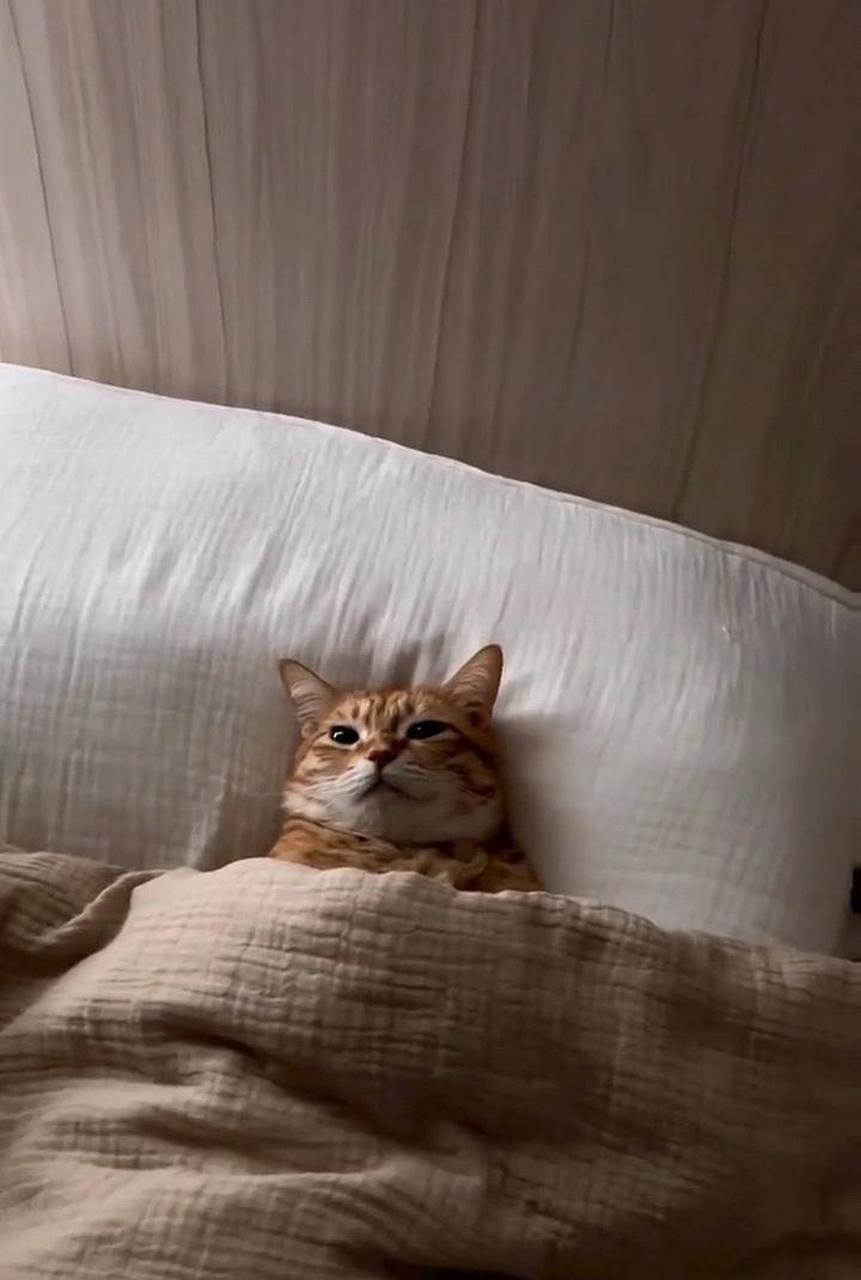 它这是在思考猫生吗? #搞笑趣味图