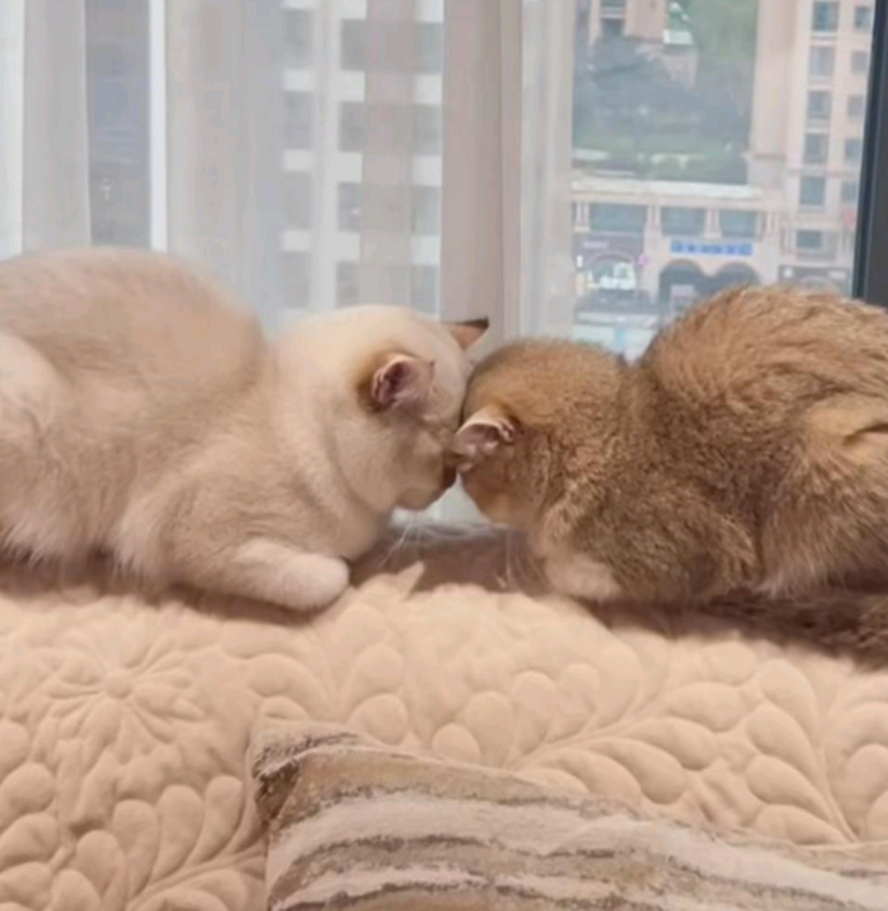 两只小猫咪头碰头在比力气,一个多小时了.你们不累吗?