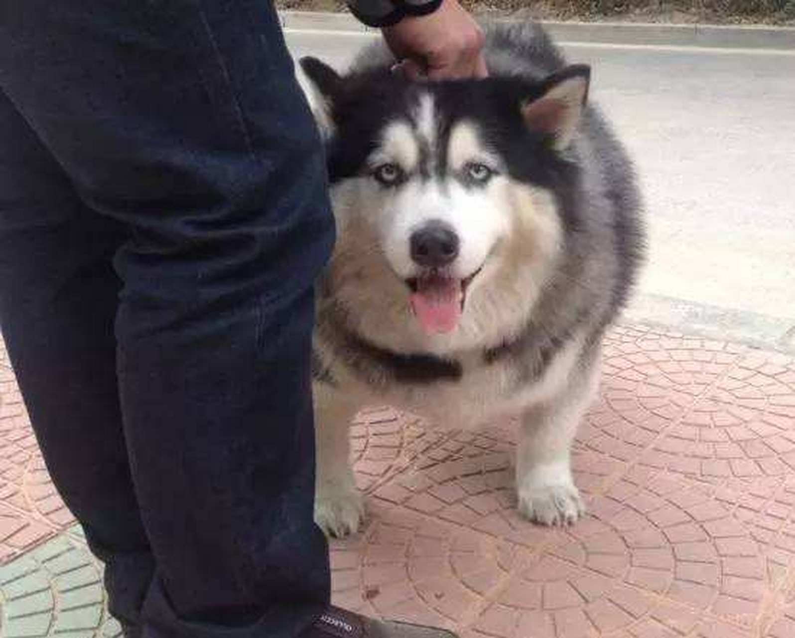 哈士奇和柯基犬生下来的宝宝,哈哈哈哈,连二哈都改变不了柯基犬的短腿