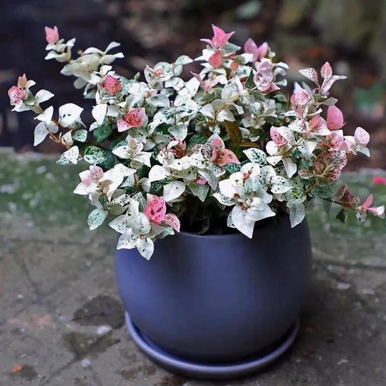 花叶络石寓意万德吉祥,是一款非常漂亮的观叶植物.