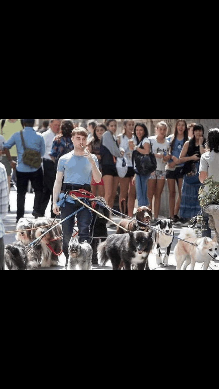 #gif创作人# "哈利波特"的这种遛狗方式,一般人真不敢尝试. 同时我很